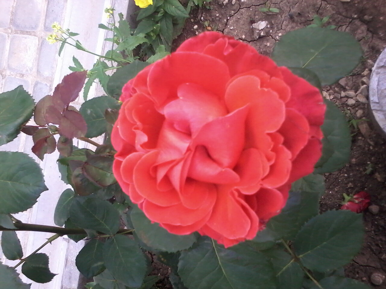 Гостиница Атлантида Ялта-185